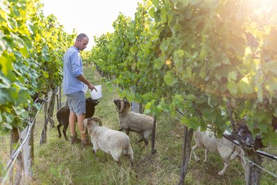Neue Weine frisch gefüllt!
