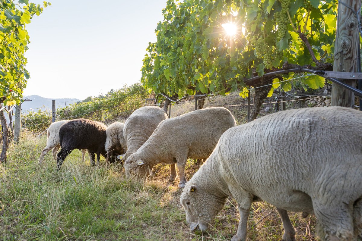 Wollige Weinberghelfer